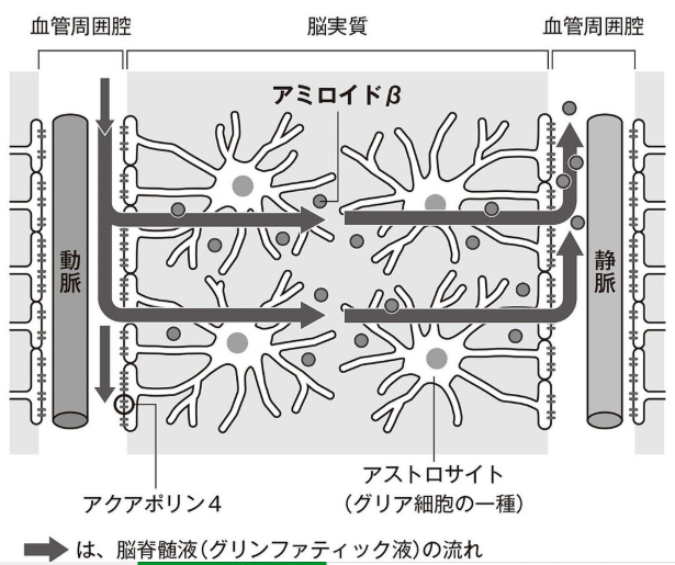 Glynphaticsystem